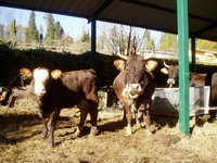 Mucche e vitellina