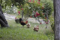 Gallo con galline tra le rose