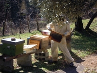 Cura delle api